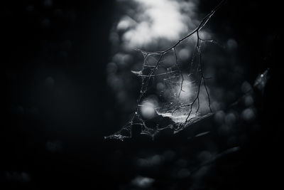Close-up of spider web against blurred background