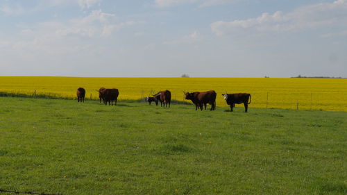 Horses grazing in a field