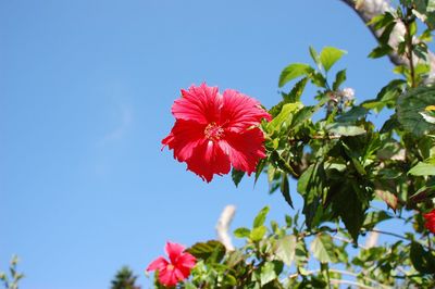 Low angle view of red hibiscus flower against sky