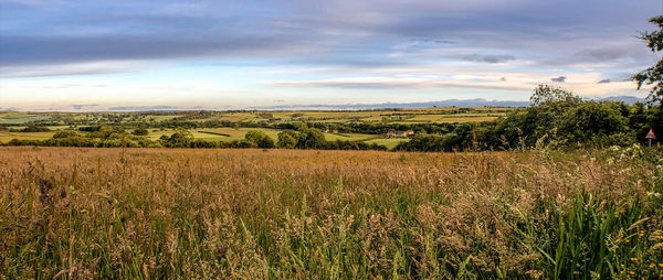 Scenic view of agricultural field against sky