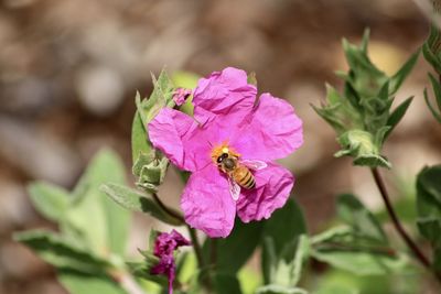 Close-up of insect on flower