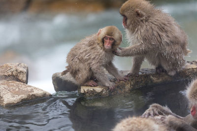 Japanese snow monkey in hot spring