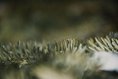 Close-up of water drops on plant