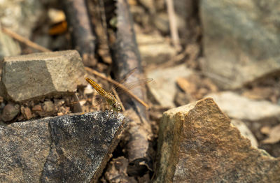 Close-up of insect on rock