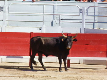 Cow standing in a horse