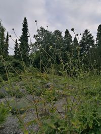 Trees and plants against sky