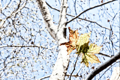 Low angle view of maple leaves on tree during winter