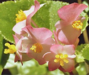 Close-up of pink flower