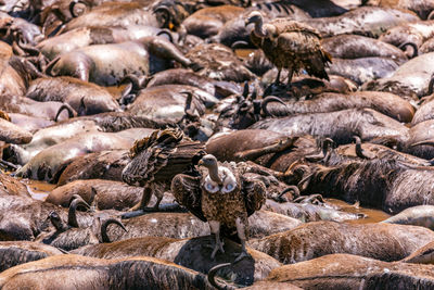 View of birds in water
