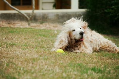 Dog relaxing on grassy field