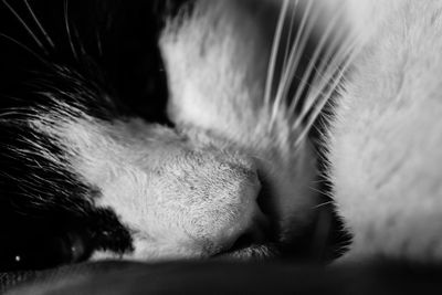Close-up of dog sleeping
