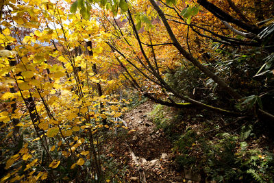 Sunlight falling on autumn leaves in forest