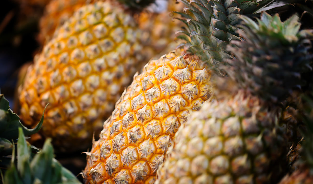 CLOSE-UP OF FRUIT ON PLANT