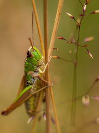 Close-up of insect on plant