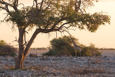 Giraffe standing on field against sky during sunset