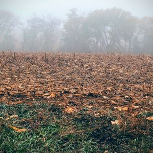 Scenic view of grassy field in foggy weather