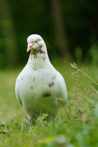 Close-up of bird on field