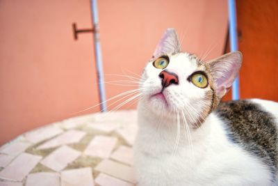 Close-up portrait of cat