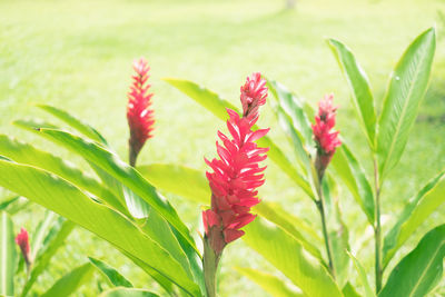 Close-up of pink flowers on plant 