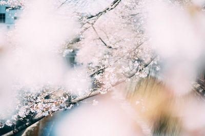 Close-up of frozen plant during winter