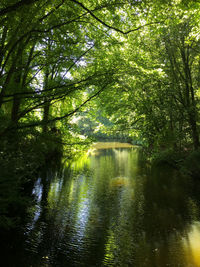 Scenic view of river amidst trees in forest