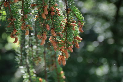 Close-up of pine tree