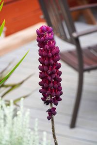 Close-up of pink flowering plant on table