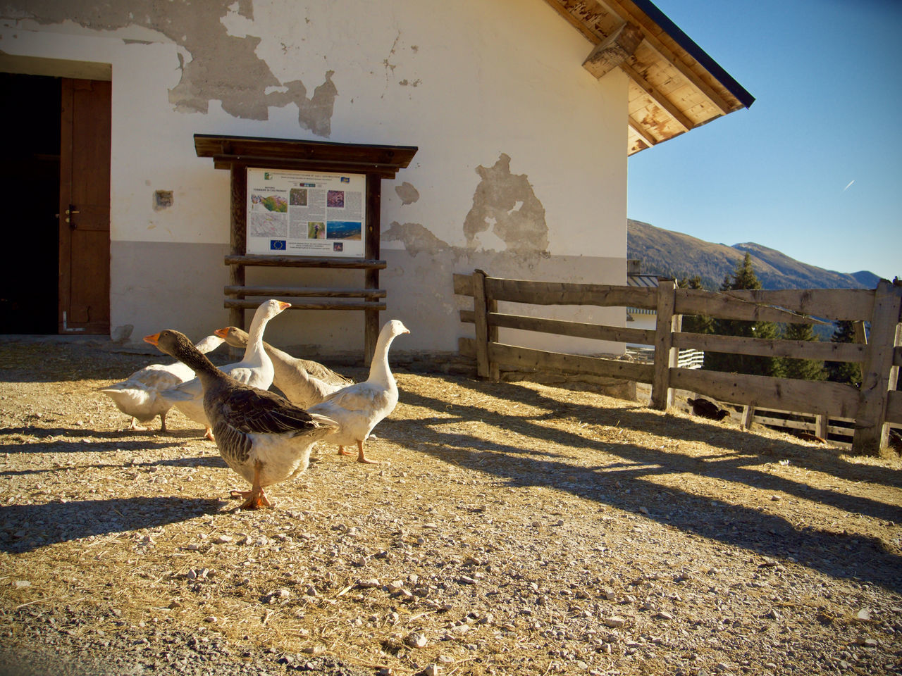 BIRDS ON A BUILDING