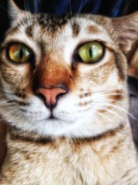 Close-up portrait of cat