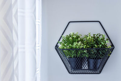 Close-up of potted plant on table