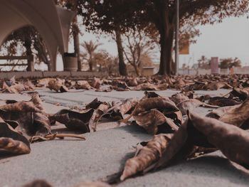Close-up of fallen leaves on street in city