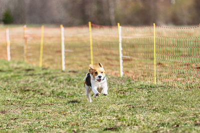 Dog running on field