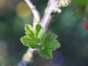 Close-up of fresh green plant