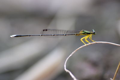 Close-up of dragonfly on twig