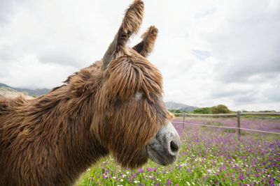 View of an animal on field
