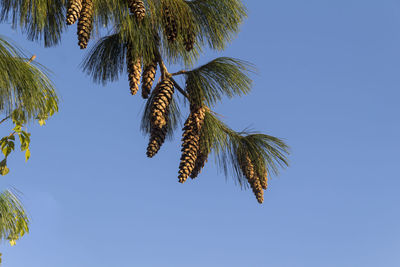 Low angle view of spruce cones hanging from twigs against clear blue sky