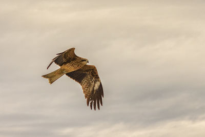 Low angle view of eagle flying in sky