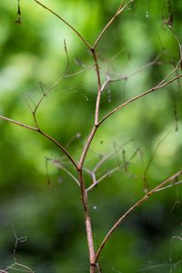 Close-up of spider web on twig