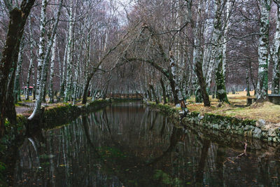 Bare trees in water