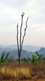 Bare tree on field against sky