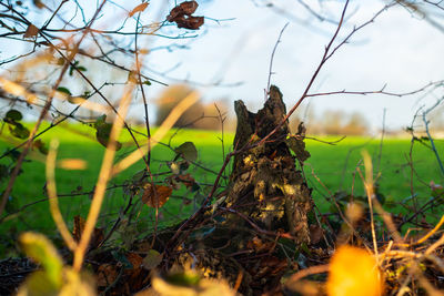 Close-up of broken wood on twigs