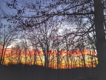 Bare trees against sky at sunset