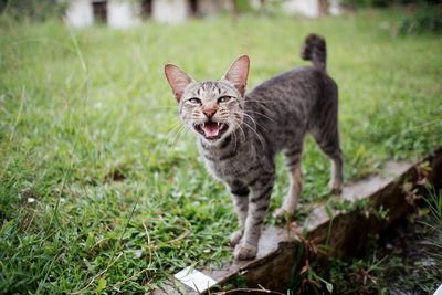 Portrait of a cat standing on field