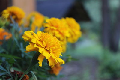 Close-up of yellow marigold blooming outdoors