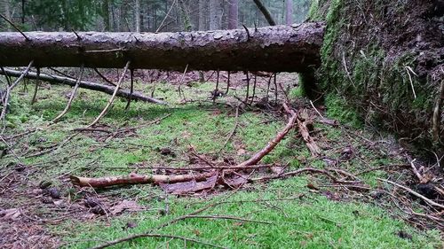 Trees in forest