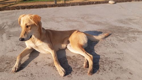 High angle view of dog on beach