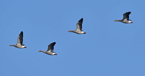 Low angle view of seagulls flying