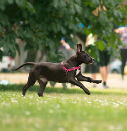 Side view of dog running on grassy field at public park