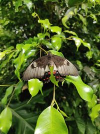 Butterfly on green leaf