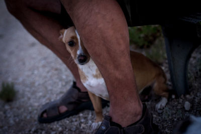 Portrait of dog sitting outdoors